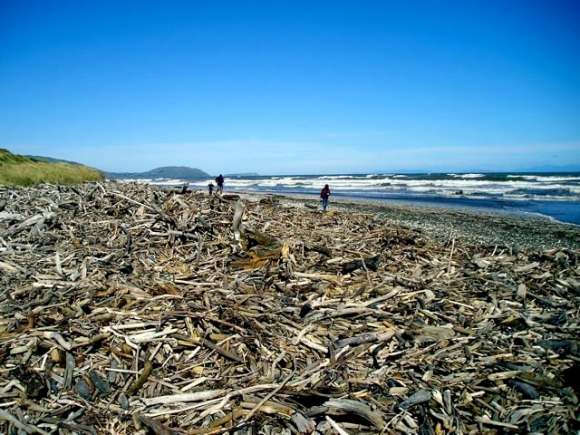 Driftwood_NZ.jpg (Wikimedia Commons)