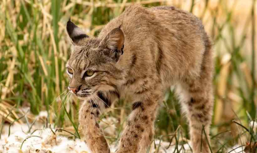 Let’s Talk About Bobcats (More Than a Cat)