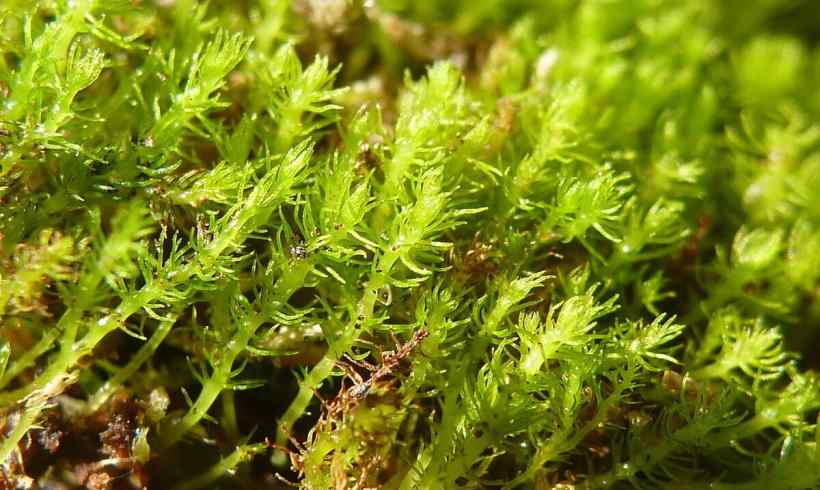 Takakia, World’s Oldest Moss Struggles to Survive