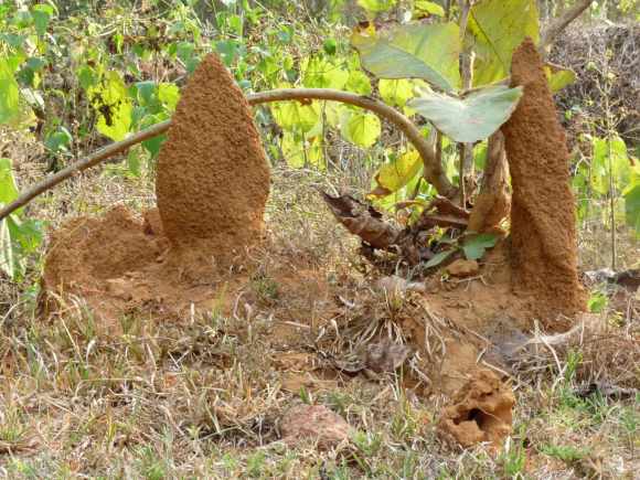 Termite_mounds_in_Kadavoor (Wikimedia Commons)