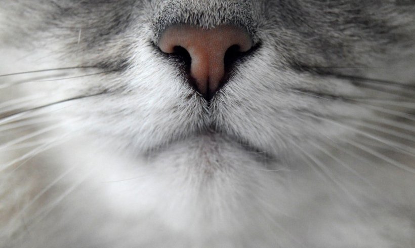 Fascinating Facts About Cat Whiskers