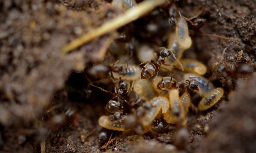 Build Like Termites for a Cooler Air
