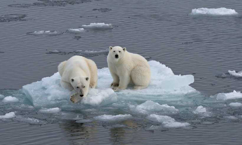 When the Menu Changes: How Climate Change Is Redefining Animal Diets