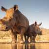SAFARI FRANK Funds Kruger Rhino Dehorning and K9 Safety