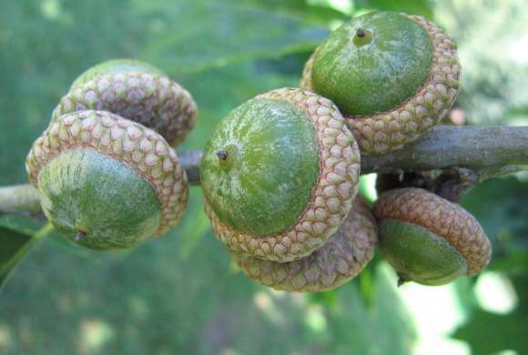 Acorn (wikimedia Commons)