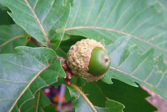 acorn (wikimedia commons)