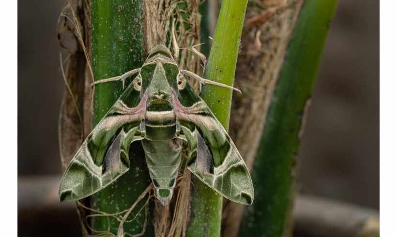 Beautiful Rare Moth Found on Calf of Man