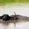 Proof that Water Buffalo Helps Nature