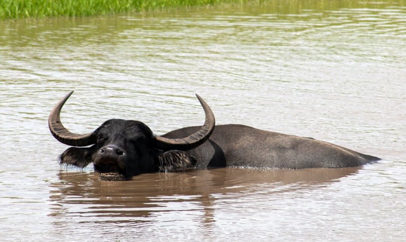 Proof that Water Buffalo Helps Nature