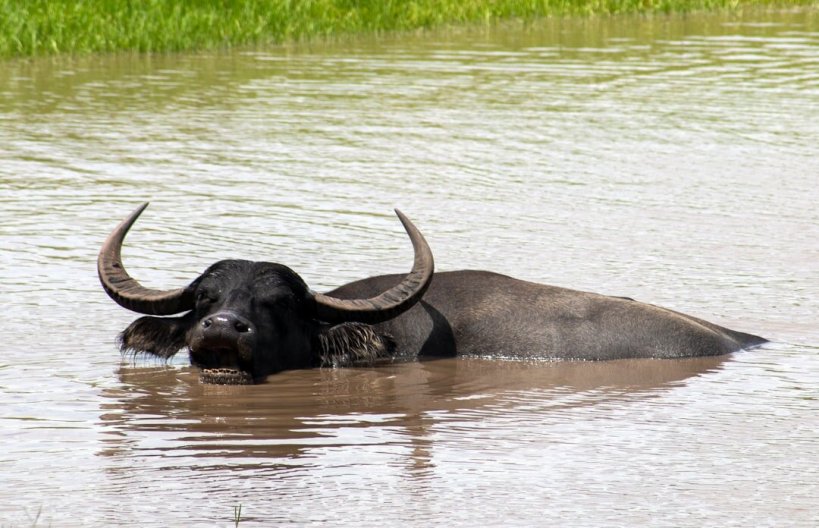 Proof that Water Buffalo Helps Nature