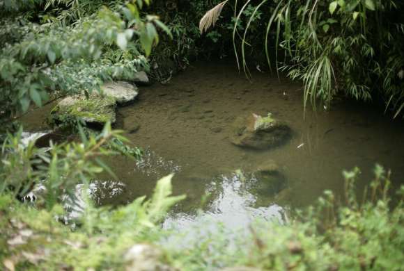 brown duck on water near green plants during daytime