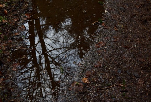 Reflection of trees in a muddy puddle on the ground