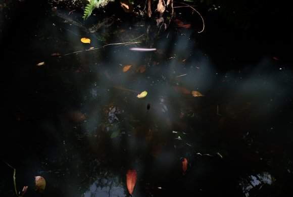 a body of water surrounded by leaves and plants