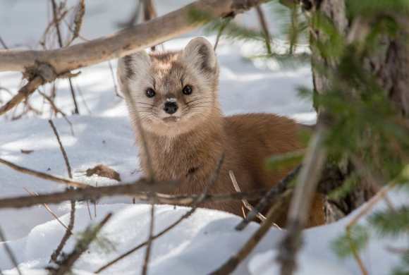 These Pine Martens Are Finally Home Again