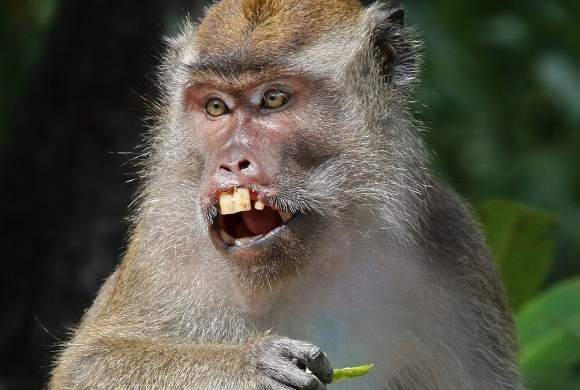 Long-tailed_macaque_(long tailed macaque (Wikimedia Commons)