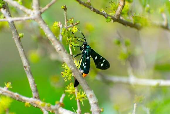 a black and white insect sitting on top of a tree branch