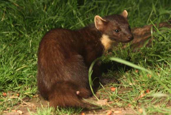 Pine_Marten_(5922622659).jpg pine marten (wikimedia commons)