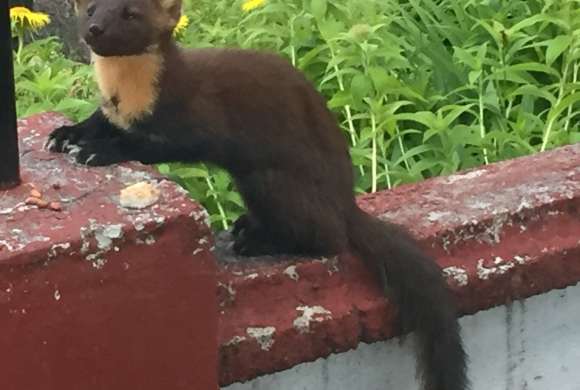 Pine Marten