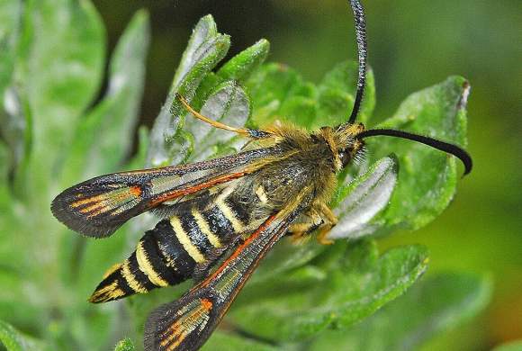 Wasp Moth Just Made History