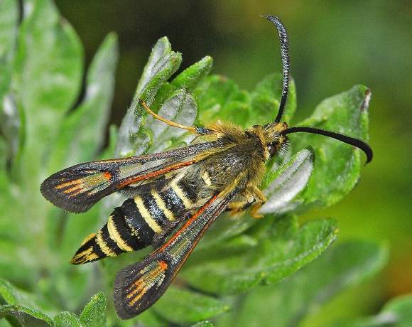 Wasp Moth Just Made History Wasp Moth Just Made History