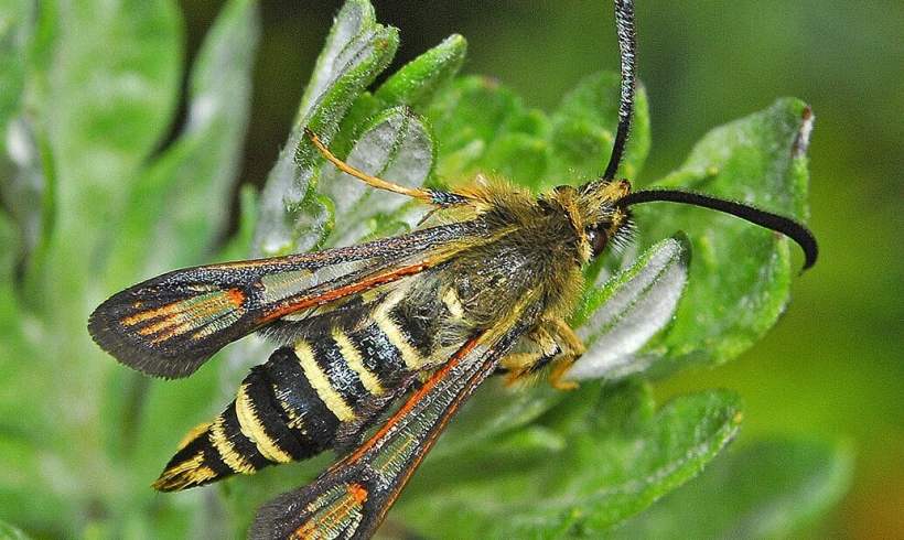 Wasp Moth Just Made History