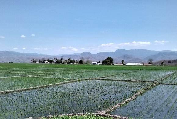 Disappearing Words of Manggarai Farmers