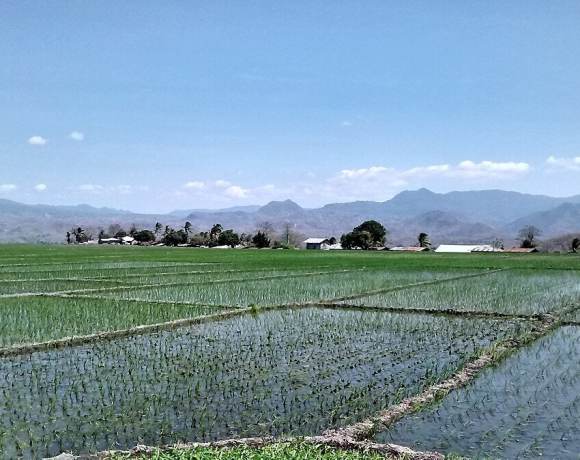 Disappearing Words of Manggarai Farmers Disappearing Words of Manggarai Farmers