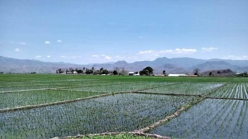 Disappearing Words of Manggarai Farmers