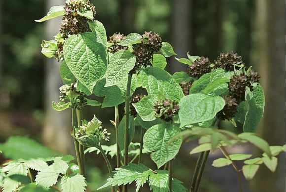 A Plant That Smells Like an Injured Ant