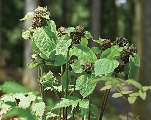 A Plant That Smells Like an Injured Ant A Plant That Smells Like an Injured Ant