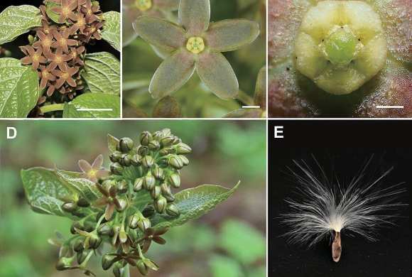 Vincetoxicum_nakaianum_flower (Wikimedia Commons)