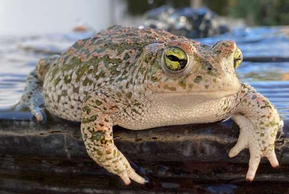 green and beige toad on gray surface