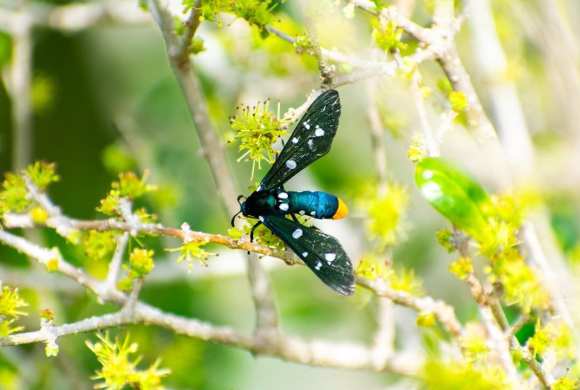 a blue and black insect sitting on top of a tree branch