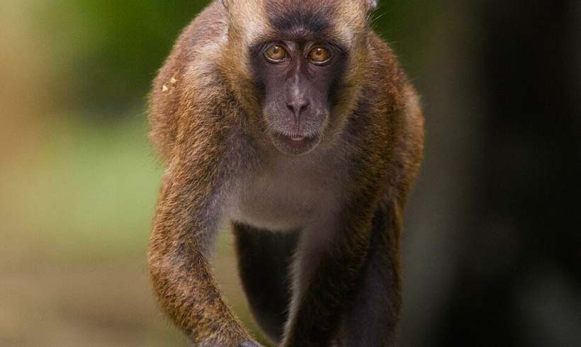 The Story of the Long-Tailed Macaque