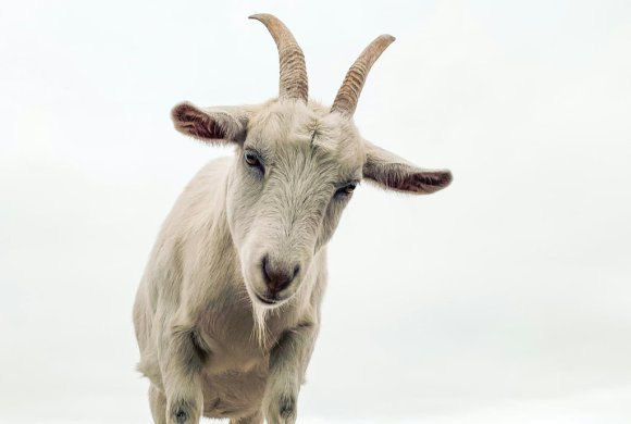 white cow on white sand during daytime