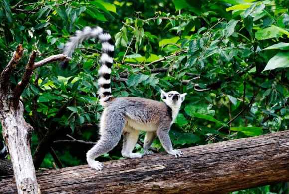 gray and white animal on brown wooden log