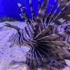 The Invasion of the Lionfish