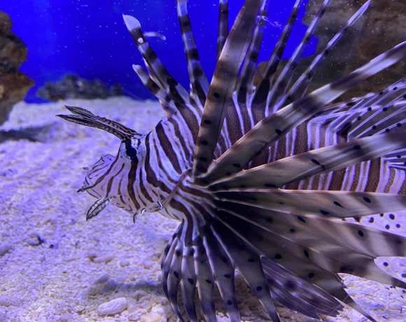 The Invasion of the Lionfish