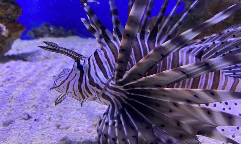 The Invasion of the Lionfish The Invasion of the Lionfish