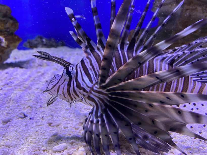 The Invasion of the Lionfish