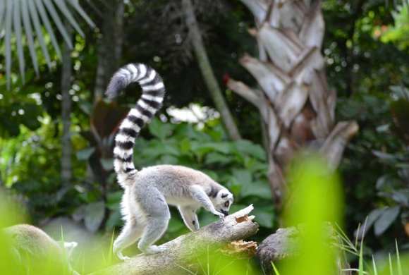 lemur on branch