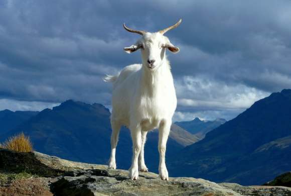 white cow on green grass field under white clouds and blue sky during daytime