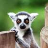 The Day of King Julian (No, Actually World Lemur Day)