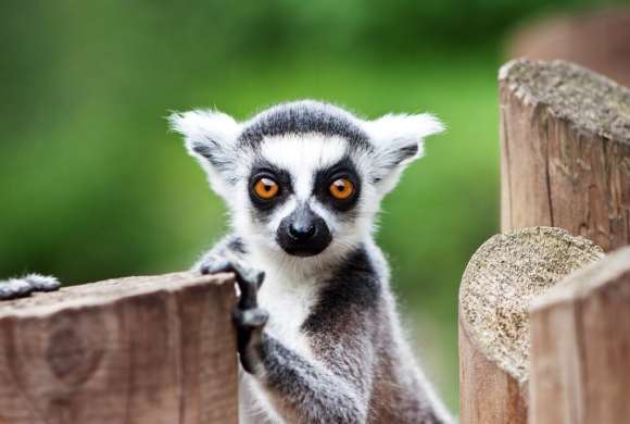 The Day of King Julian (No, Actually World Lemur Day)