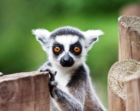 The Day of King Julian (No, Actually World Lemur Day) The Day of King Julian (No, Actually World Lemur Day)