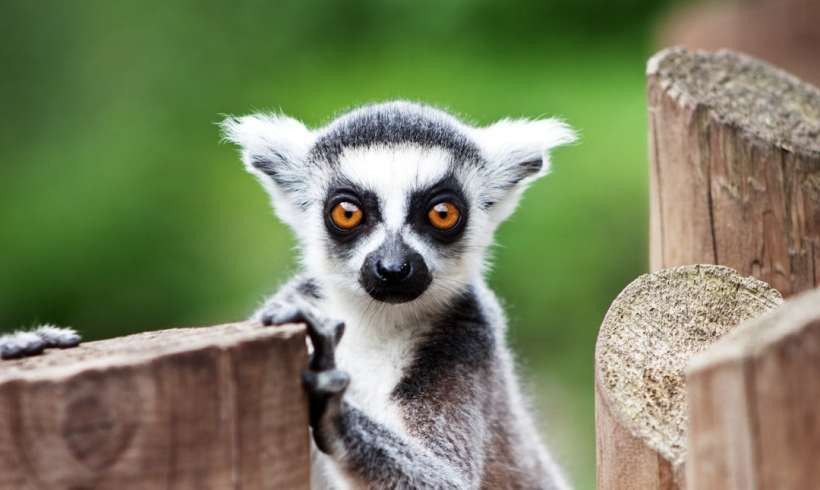 The Day of King Julian (No, Actually World Lemur Day)