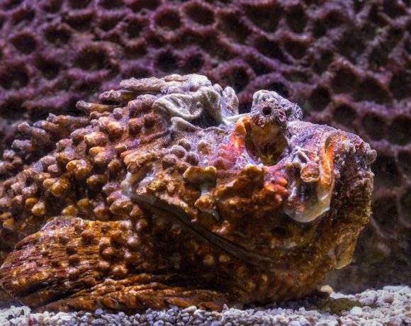 The Most Painful Stings and Bites