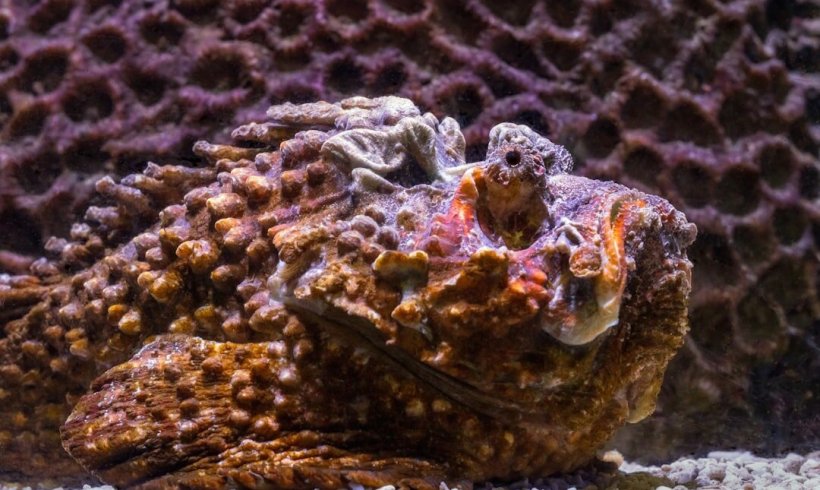 The Most Painful Stings and Bites The Most Painful Stings and Bites