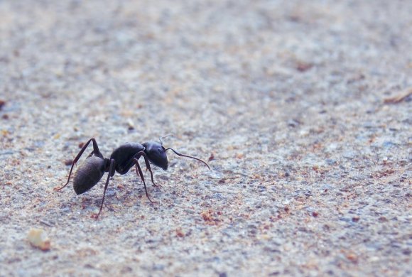 blackant