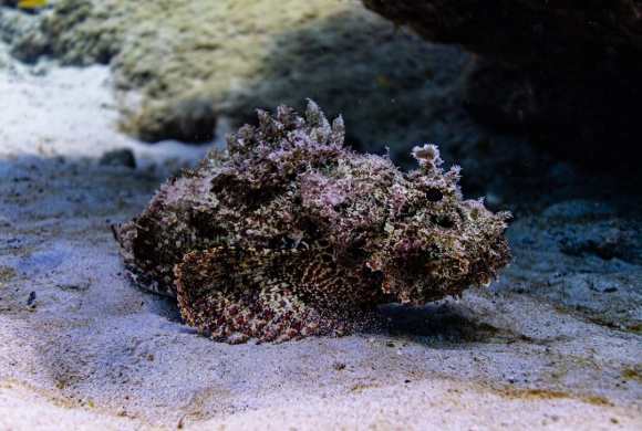 A close up of a plant on a sandy surface